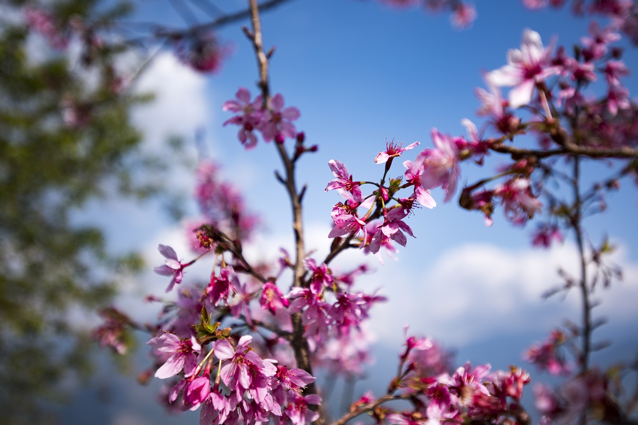 Sakura, Gėlė, Žiedas, Pavasaris, Gėlių, Nemokamos Nuotraukos,  Nemokama Licenzija