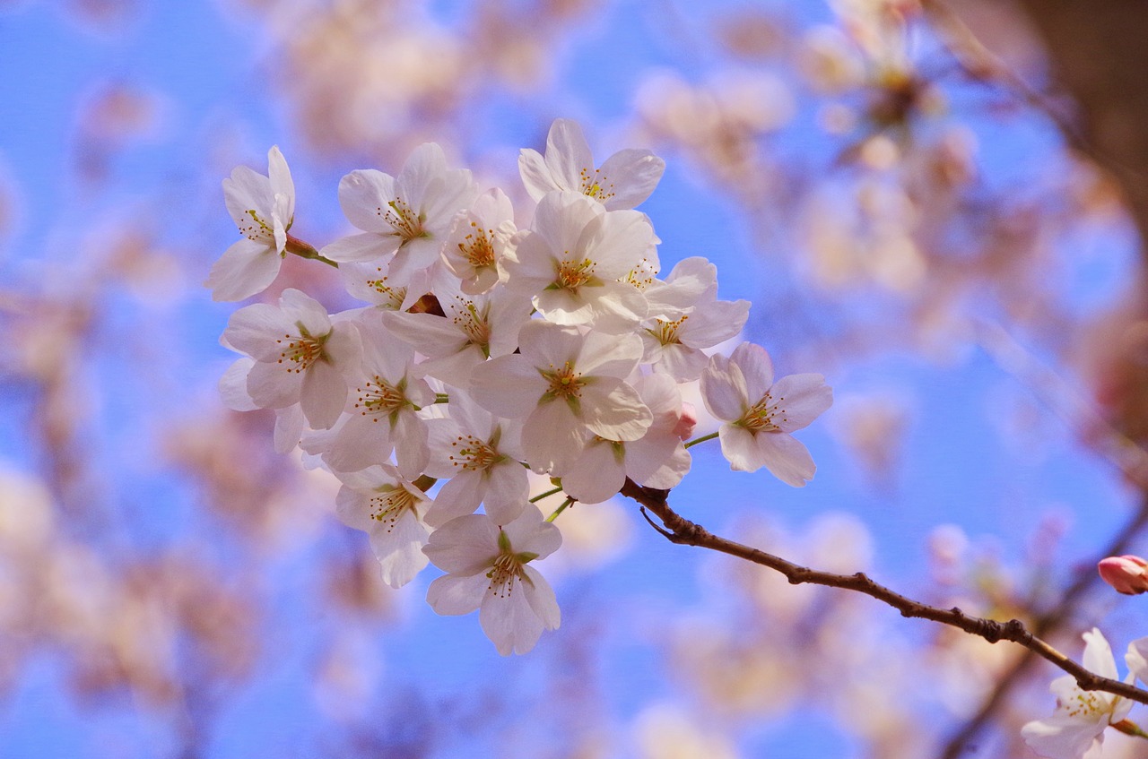Sakura, Gėlės, Pavasaris, Nemokamos Nuotraukos,  Nemokama Licenzija