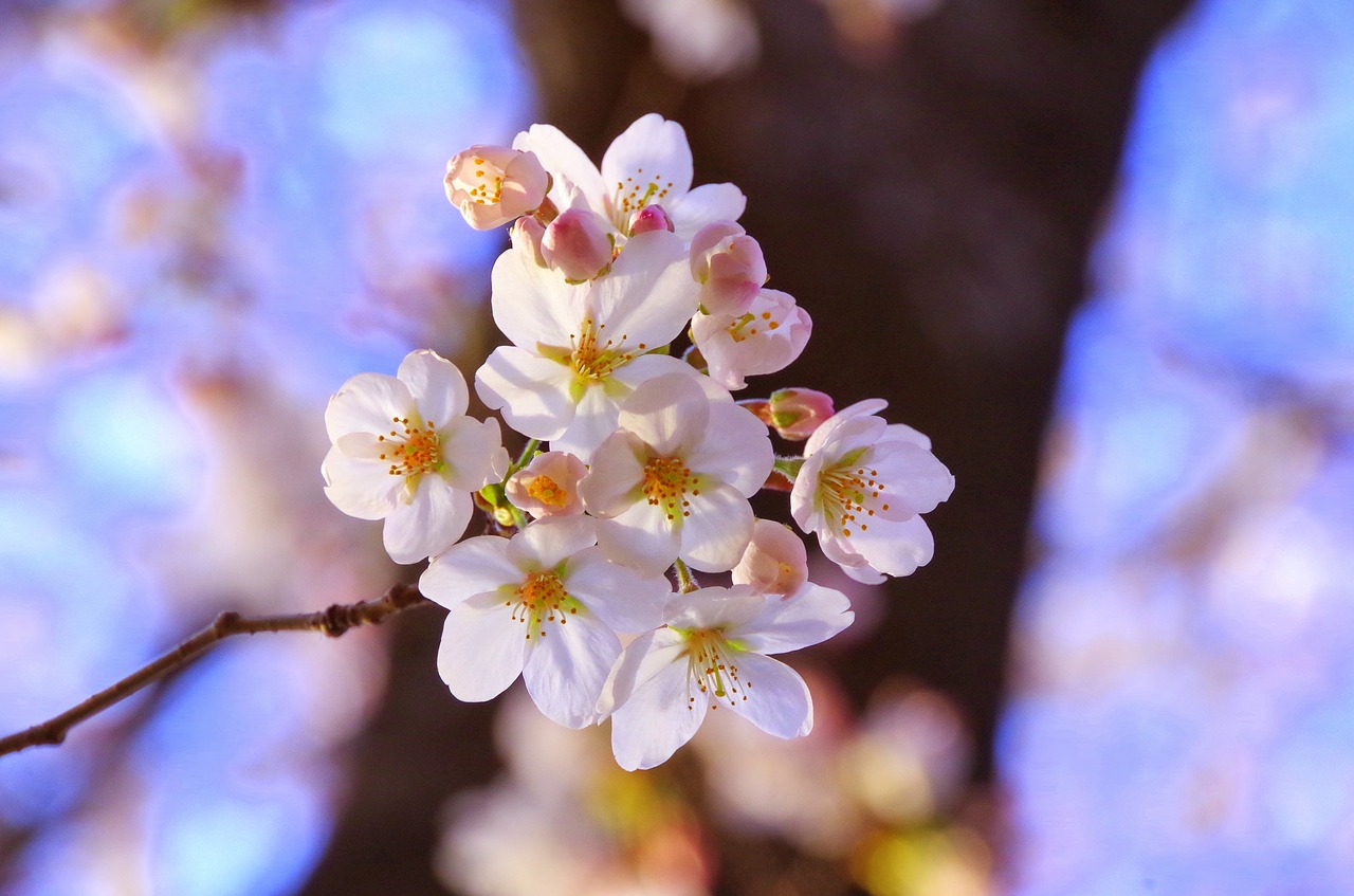 Sakura, Vyšnių Žiedų Peržiūra, Balandis, Nemokamos Nuotraukos,  Nemokama Licenzija