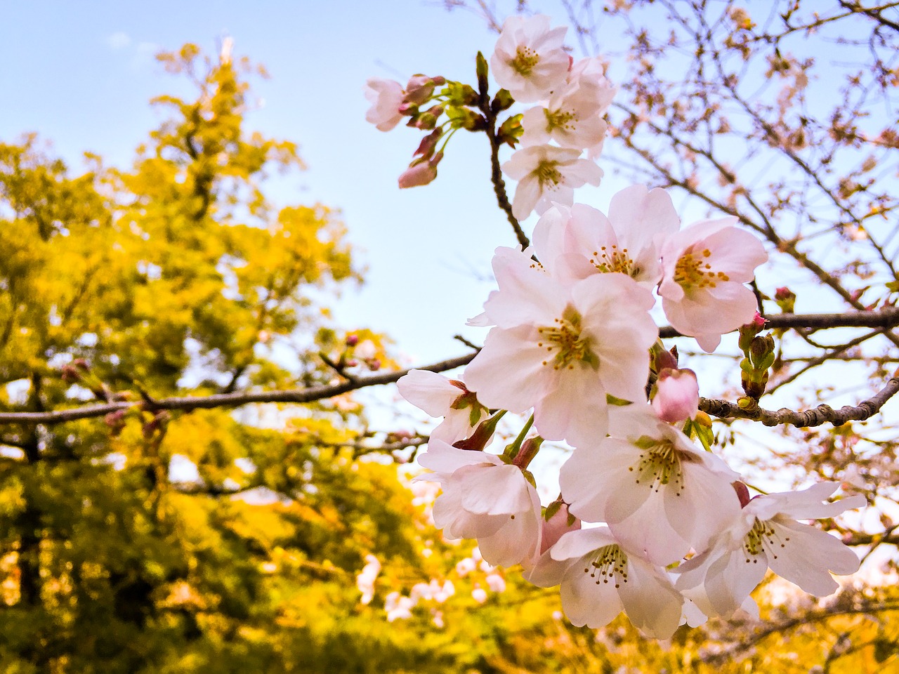 Sakura, Pavasaris, Žiedas, Japanese, Vyšnia, Gėlė, Pavasaris, Žydi, Nemokamos Nuotraukos,  Nemokama Licenzija