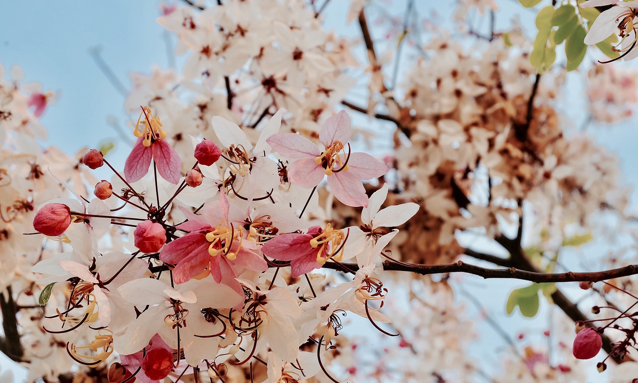 Sakura, Gėlės, Rožinis, Milžiniškas Tigras, Nemokamos Nuotraukos,  Nemokama Licenzija