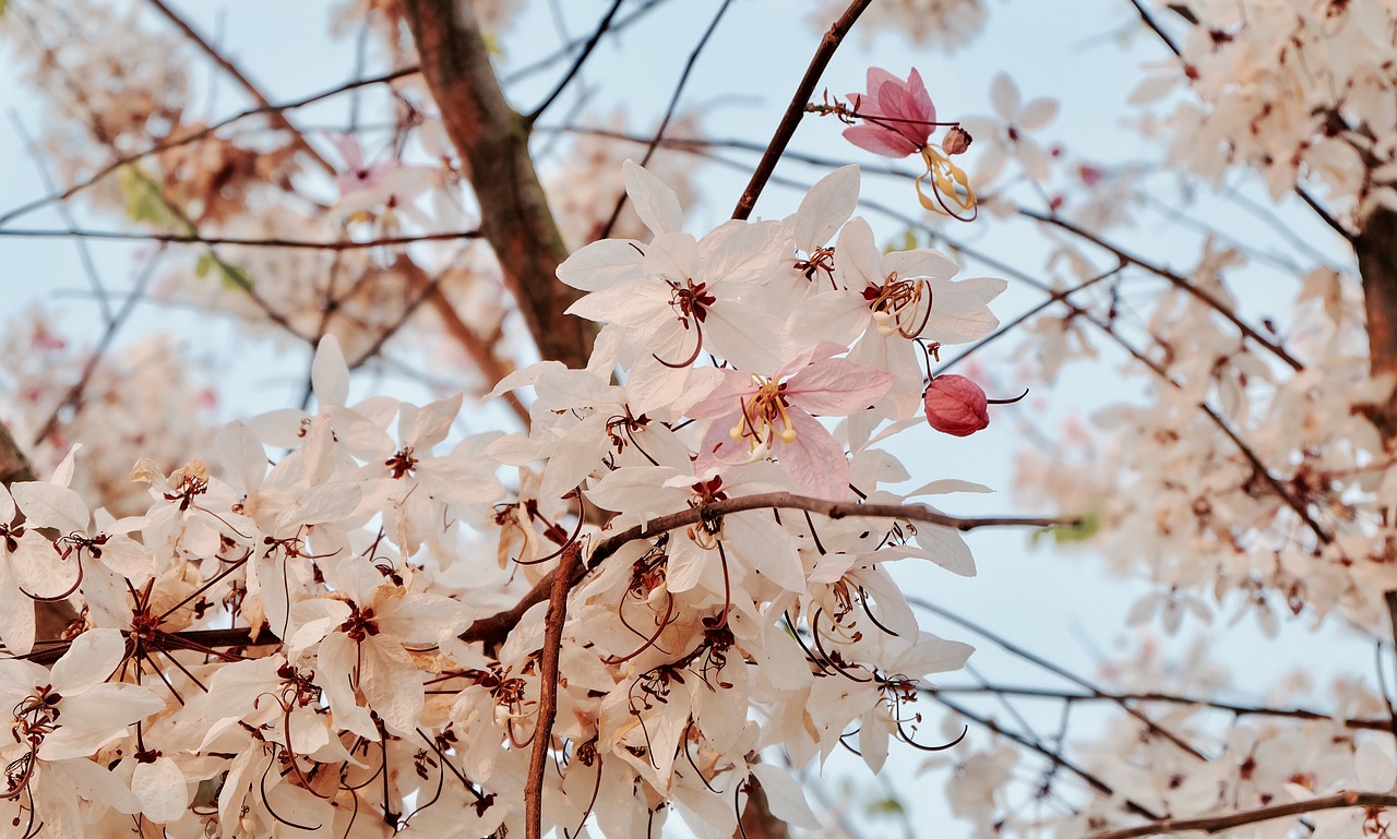 Sakura, Gėlės, Rožinis, Milžiniškas Tigras, Nemokamos Nuotraukos,  Nemokama Licenzija