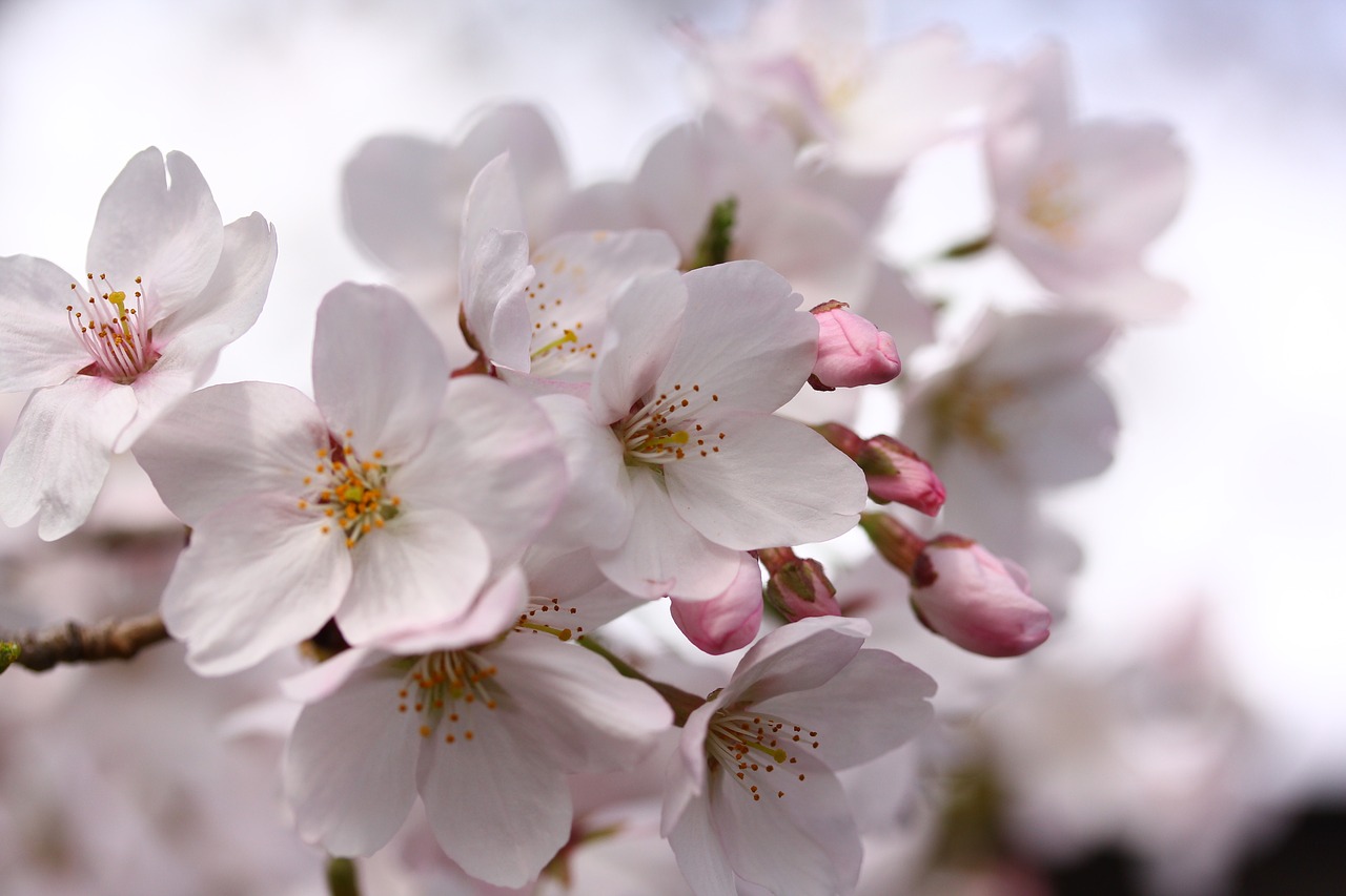 Sakura, Japonija, Pavasaris, Vyšnia, Vyšnių Žiedų, Gamta, Nemokamos Nuotraukos,  Nemokama Licenzija