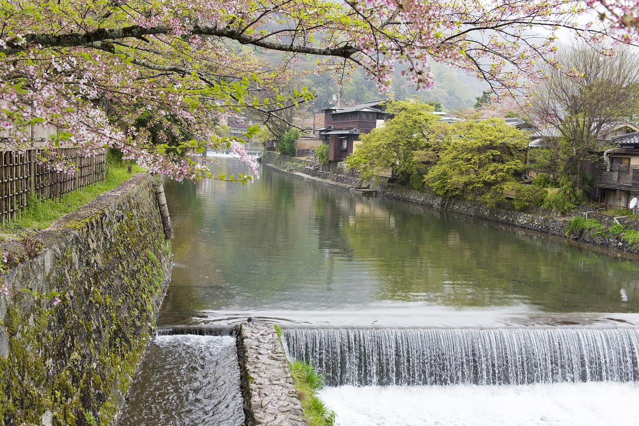 Sakura, Upė, Kyoto, Vyšnia, Medis, Japonija, Žiedas, Žydi, Pavasaris, Kalnas