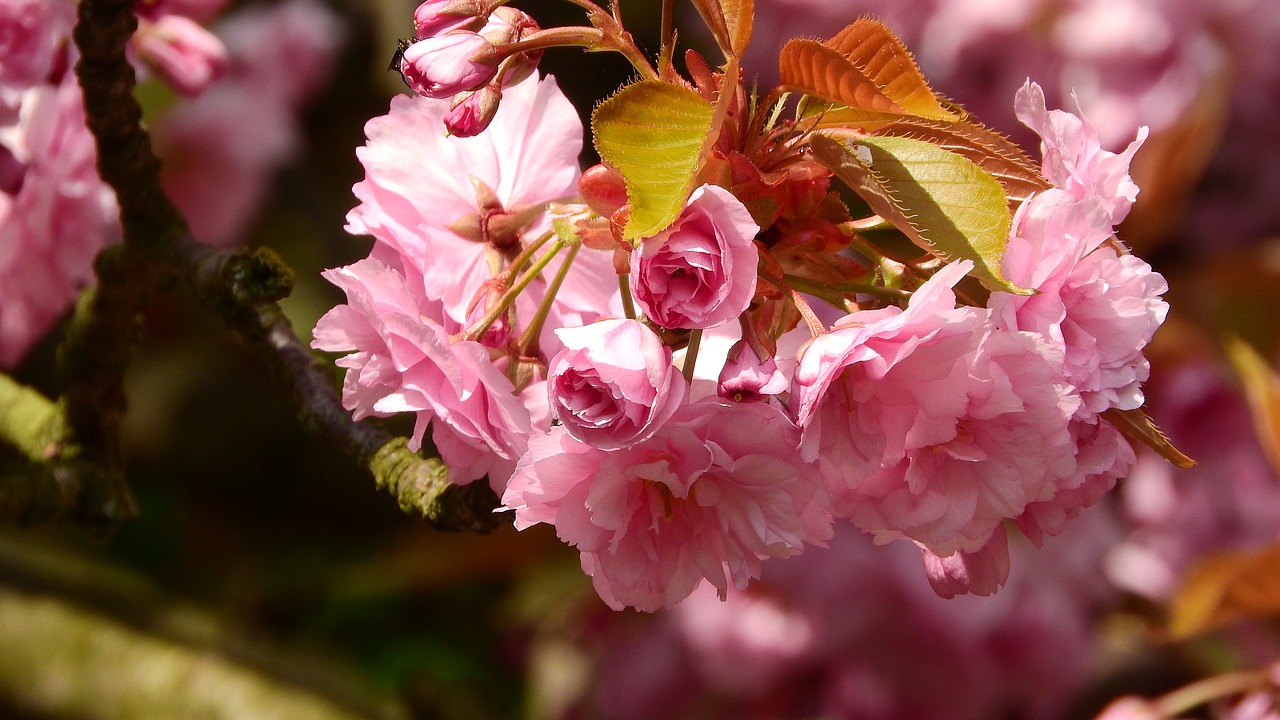 Sakura, Gėlių Sakura, Rožinė Gėlė, Rytinė, Pavasario Gėlės, Žydintis Medis, Vyšnia, Švelnus, Romantiškas, Rožinis