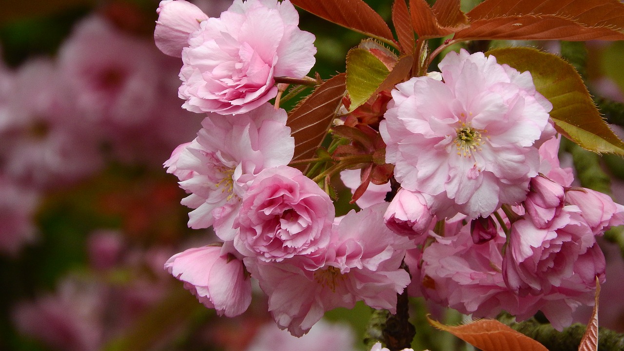 Sakura, Gėlių Sakura, Rožinė Gėlė, Rytinė, Pavasario Gėlės, Žydintis Medis, Vyšnia, Nemokamos Nuotraukos,  Nemokama Licenzija