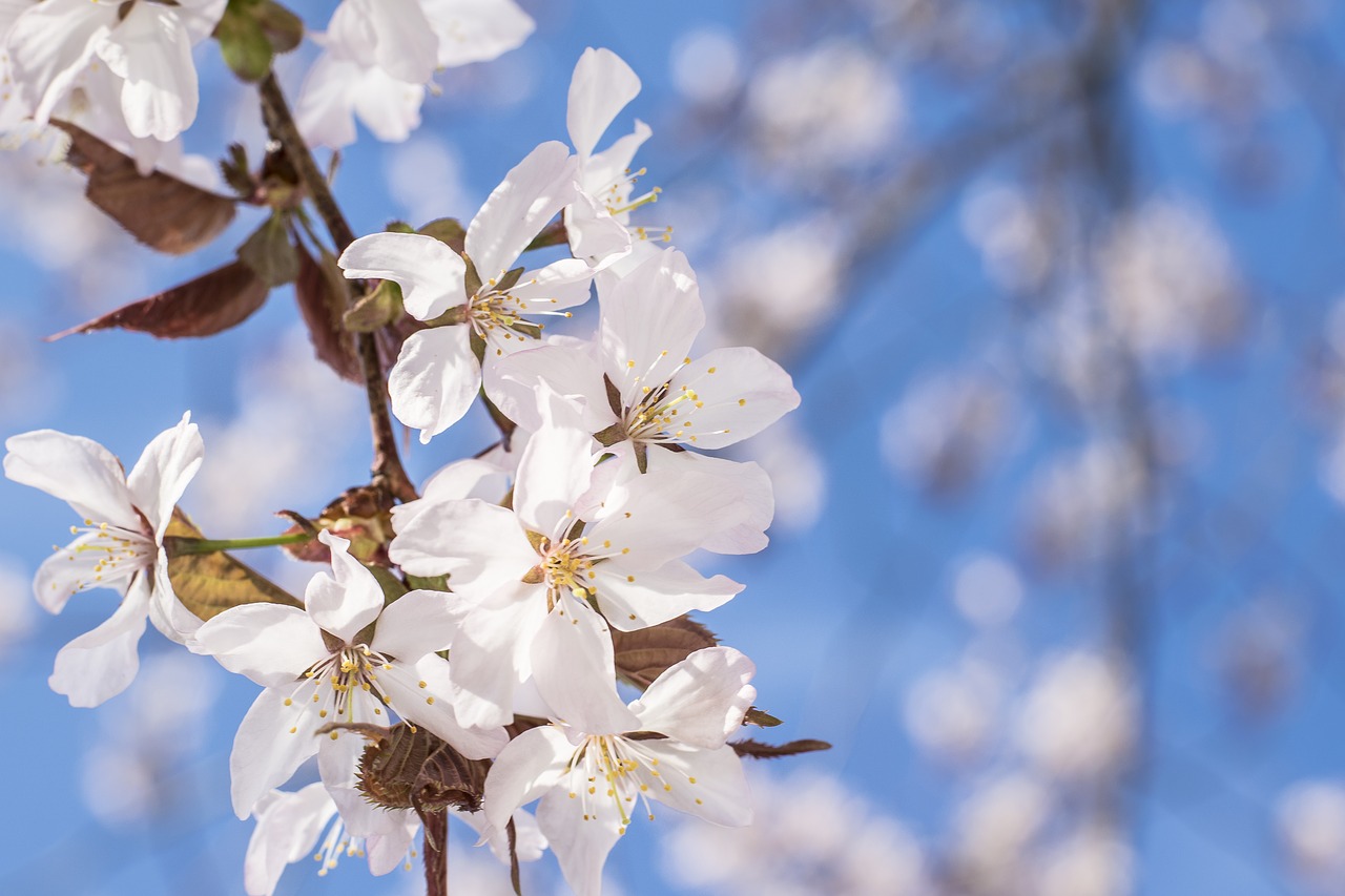 Sakura, Vyšnios Medis, Vyšnia, Medis, Pavasaris, Gėlė, Žiedas, Gamta, Rožinis, Filialas