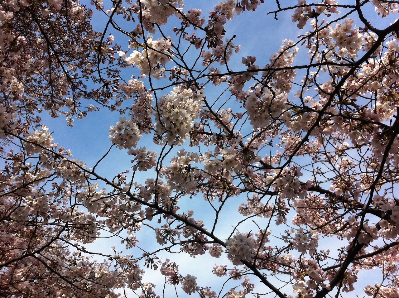 Sakura, Dangus, Pavasaris, Nemokamos Nuotraukos,  Nemokama Licenzija