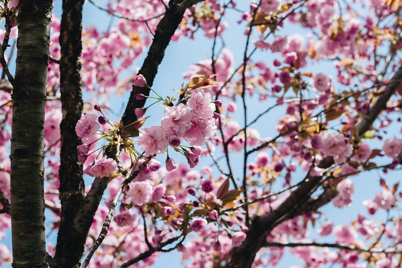 Sakura, Gėlė, Rožinė Gėlė, Pavasaris, Vyšnių Gėlės, Nemokamos Nuotraukos,  Nemokama Licenzija