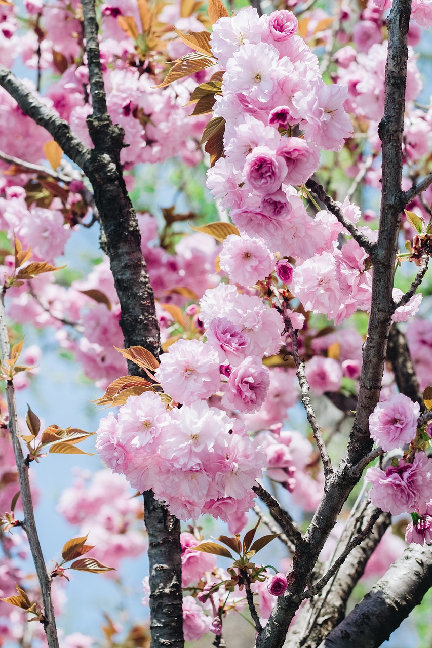 Sakura, Gėlė, Vyšnių Gėlės, Rožinė Gėlė, Natūralus, Pavasaris, Mokymas, Gėlės Žydi, Rožinis, Gėlių Peilis