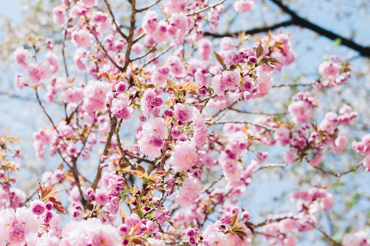 Sakura, Gėlė, Vyšnių Gėlės, Rožinė Gėlė, Natūralus, Pavasaris, Mokymas, Gėlės Žydi, Rožinis, Gėlių Peilis