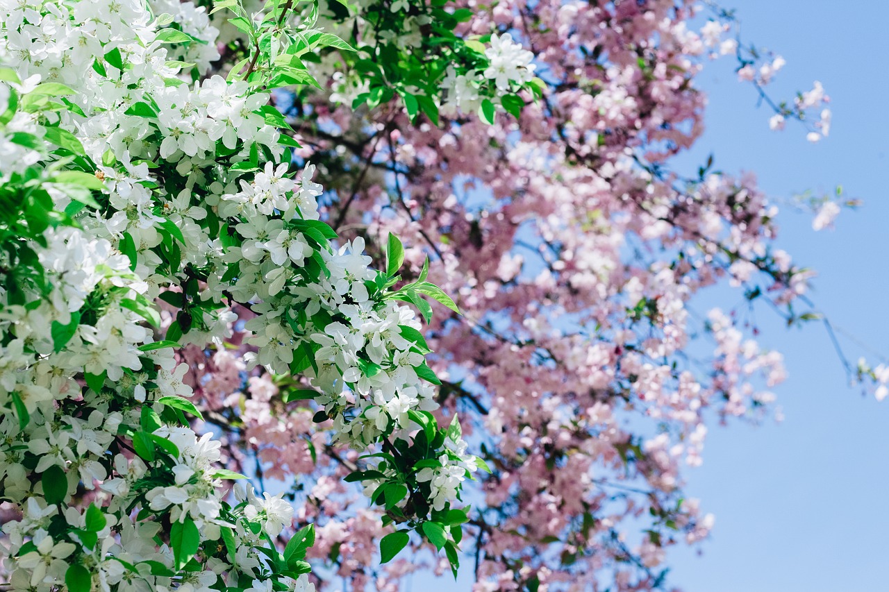 Sakura, Gėlė, Vyšnių Gėlės, Rožinė Gėlė, Natūralus, Pavasaris, Mokymas, Gėlės Žydi, Rožinis, Gėlių Peilis