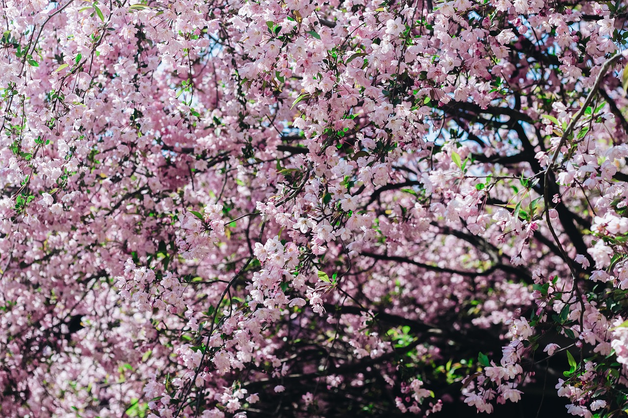 Sakura, Gėlė, Vyšnių Gėlės, Rožinė Gėlė, Natūralus, Pavasaris, Mokymas, Gėlės Žydi, Rožinis, Gėlių Peilis