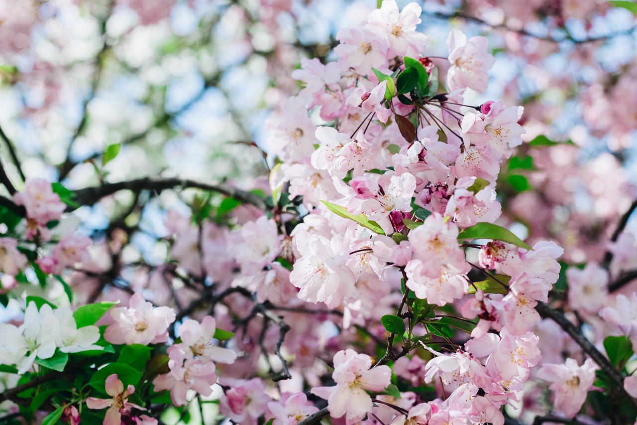 Sakura, Gėlė, Vyšnių Gėlės, Rožinė Gėlė, Natūralus, Pavasaris, Mokymas, Gėlės Žydi, Rožinis, Gėlių Peilis