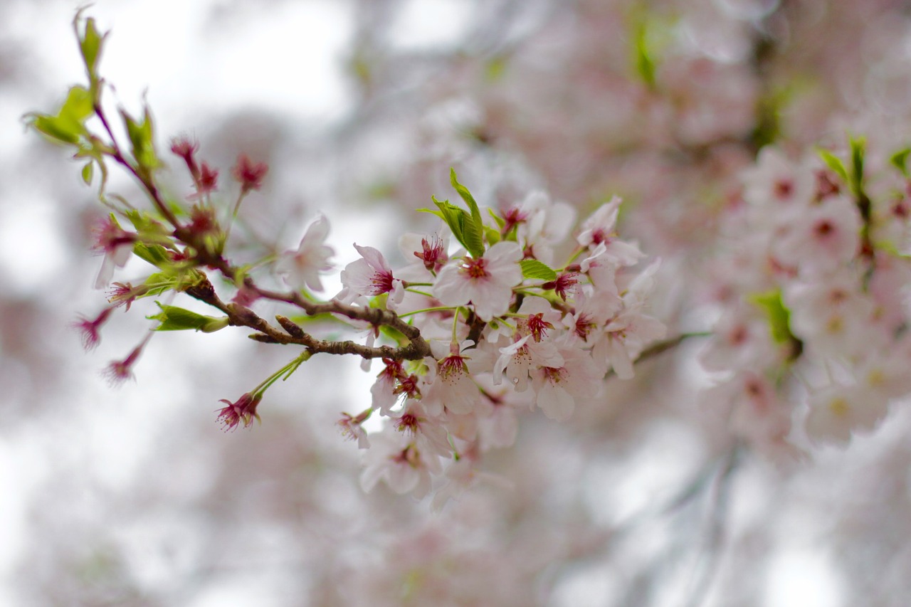 Sakura, Japonija, Gėlė, Nemokamos Nuotraukos,  Nemokama Licenzija