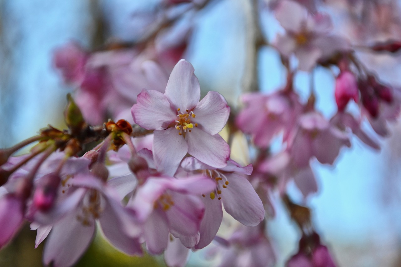 Sakura, Gėlė, Rožinis, Pavasaris, Sodas, Žiedas, Botanika, Sezonas, Nemokamos Nuotraukos,  Nemokama Licenzija