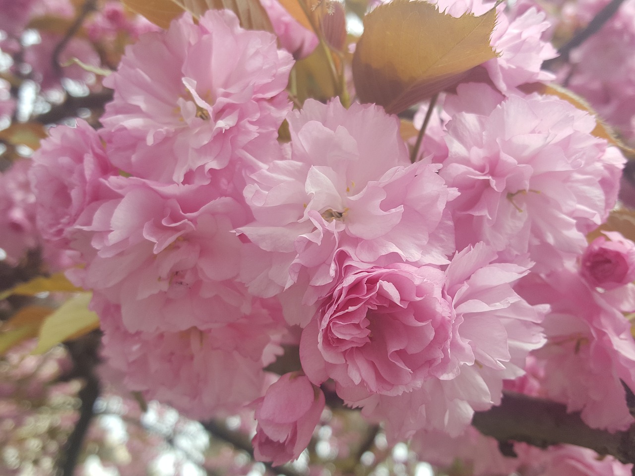 Sakura, Gėlė, Japanese, Žiedas, Pavasaris, Gamta, Rožinis, Vyšnia, Gėlių, Medis