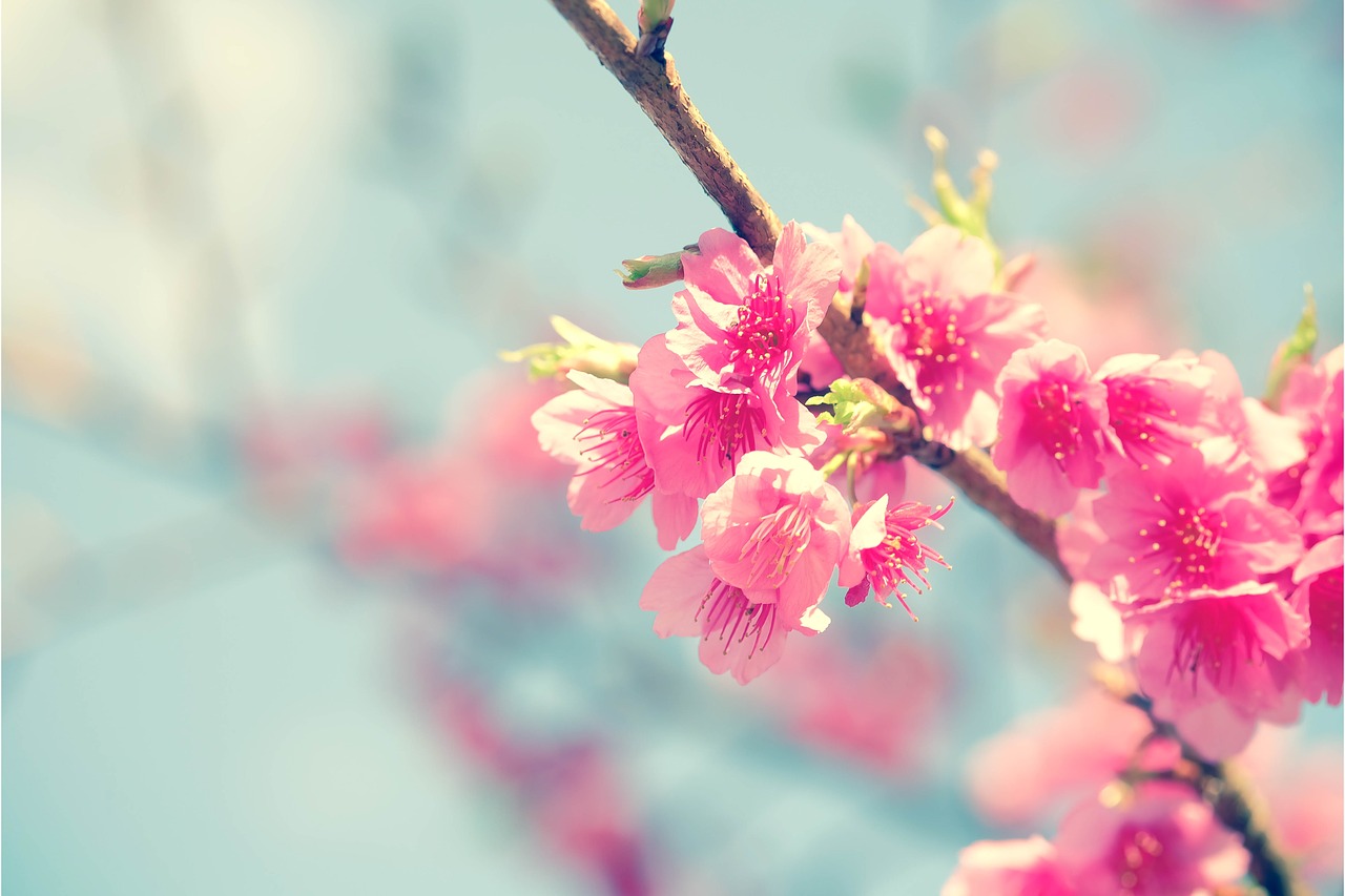 Sakura, Vyšnių Žiedas, Gėlė, Japonų Vyšnios, Gamta, Pavasaris, Žiedas, Rožinis, Gėlės, Žydėti