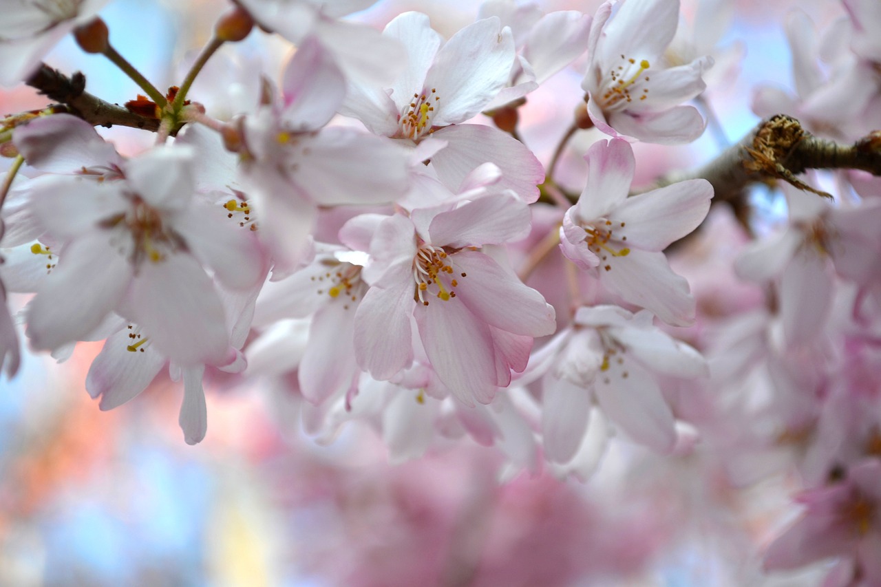 Sakura, Vyšnių Žiedas, Gėlės, Žiedas, Gamta, Vyšnia, Pavasaris, Medis, Rožinis, Japanese