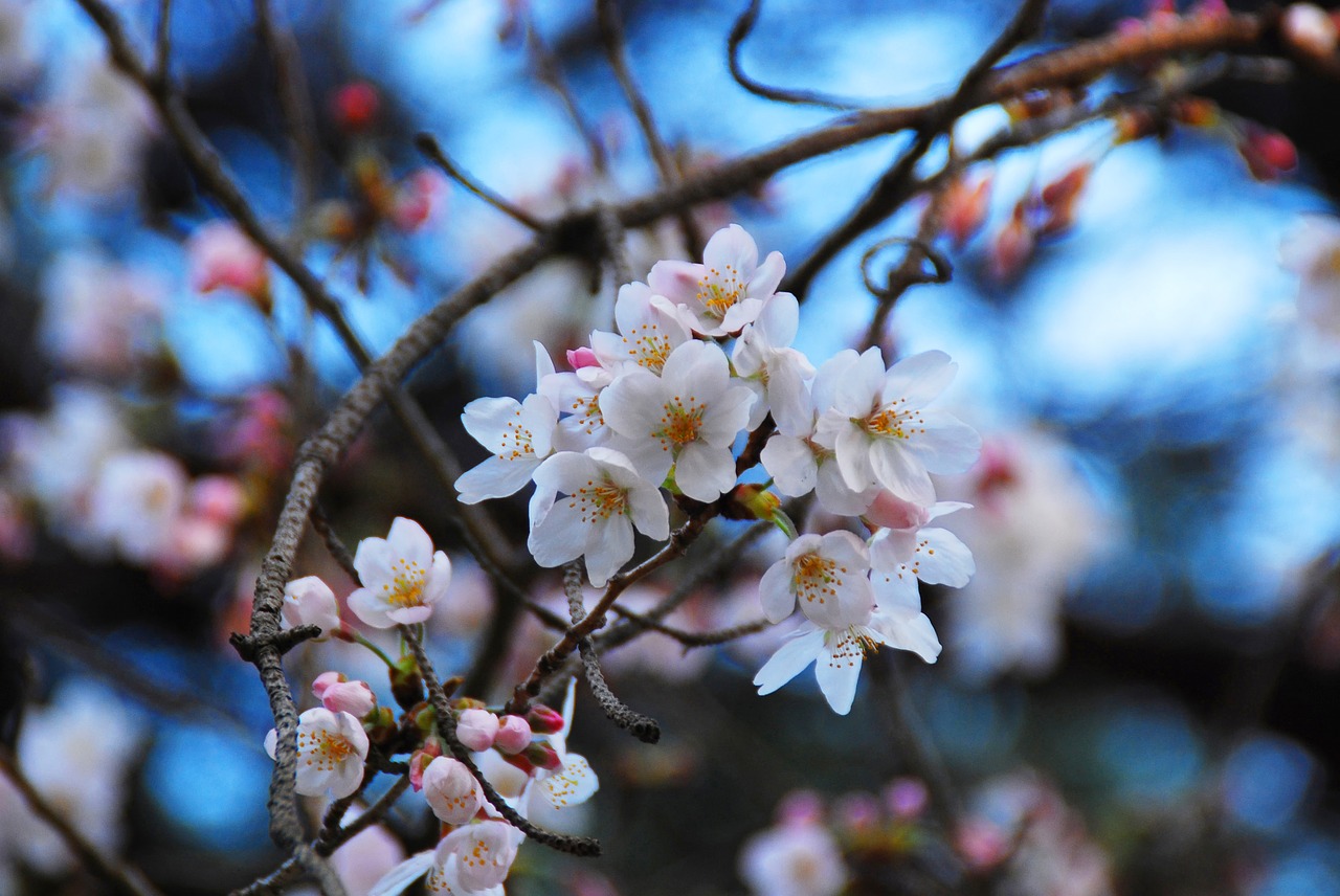 Sakura, Vyšnių Žiedas, Gėlės, Žiedas, Gamta, Vyšnia, Pavasaris, Medis, Rožinis, Japanese