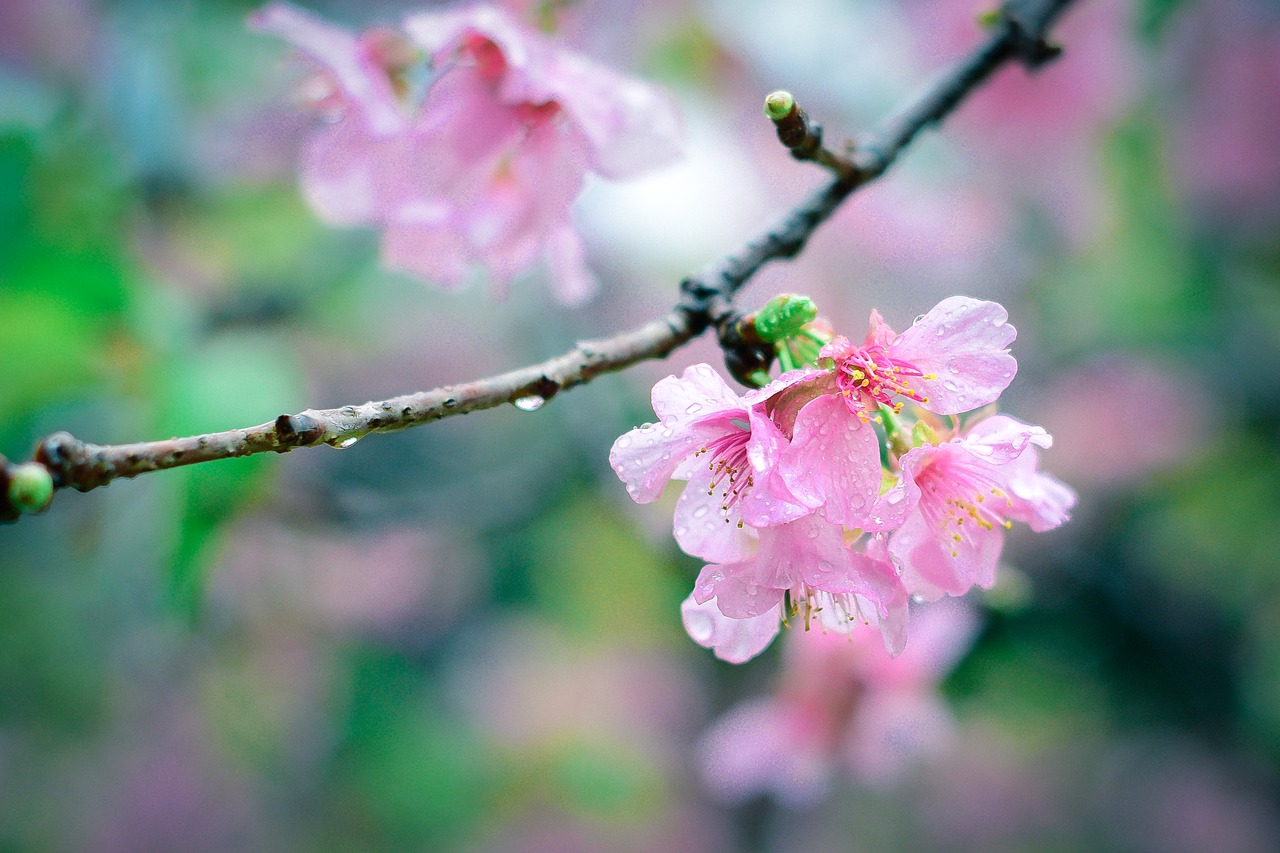 Sakura, Rožinis, Bokeh, Žiedas, Pavasaris, Gamta, Vyšnia, Japanese, Augalas, Gėlių