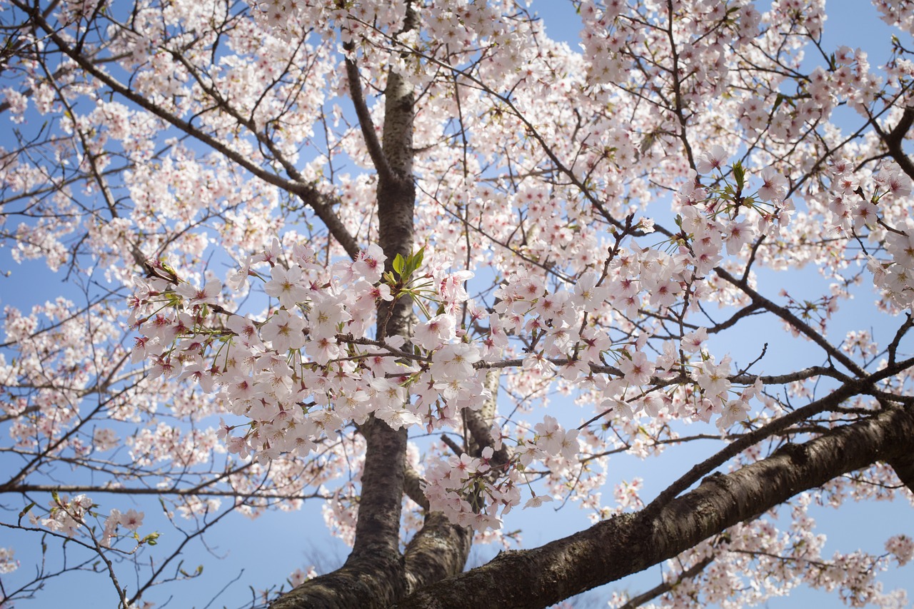 Sakura, Japonija, Pavasaris, Gėlė, Rožinis, Sezonas, Augalas, Balandis, Vyšnių Žiedų Peržiūra, Nemokamos Nuotraukos