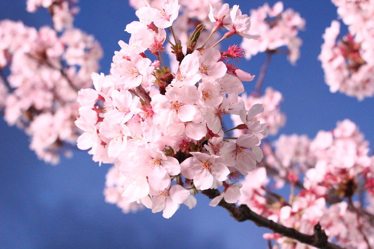 Sakura,  Vyšnių Žiedas,  Ketvirtį,  Vyšnios Medis,  Augalai,  Mediena,  Pobūdį,  Gėlės,  Tabitha,  Jinhae