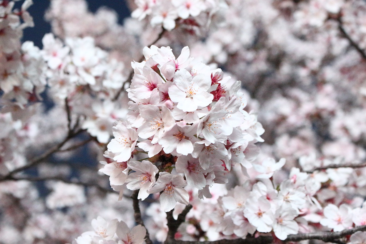 Sakura,  Vyšnių Žiedas,  Vyšnios Medis,  Gėlės,  Mediena,  Ketvirtį,  Sezonas,  Korėja,  Korėjos Respublika,  Spyruokliniai Žiedai