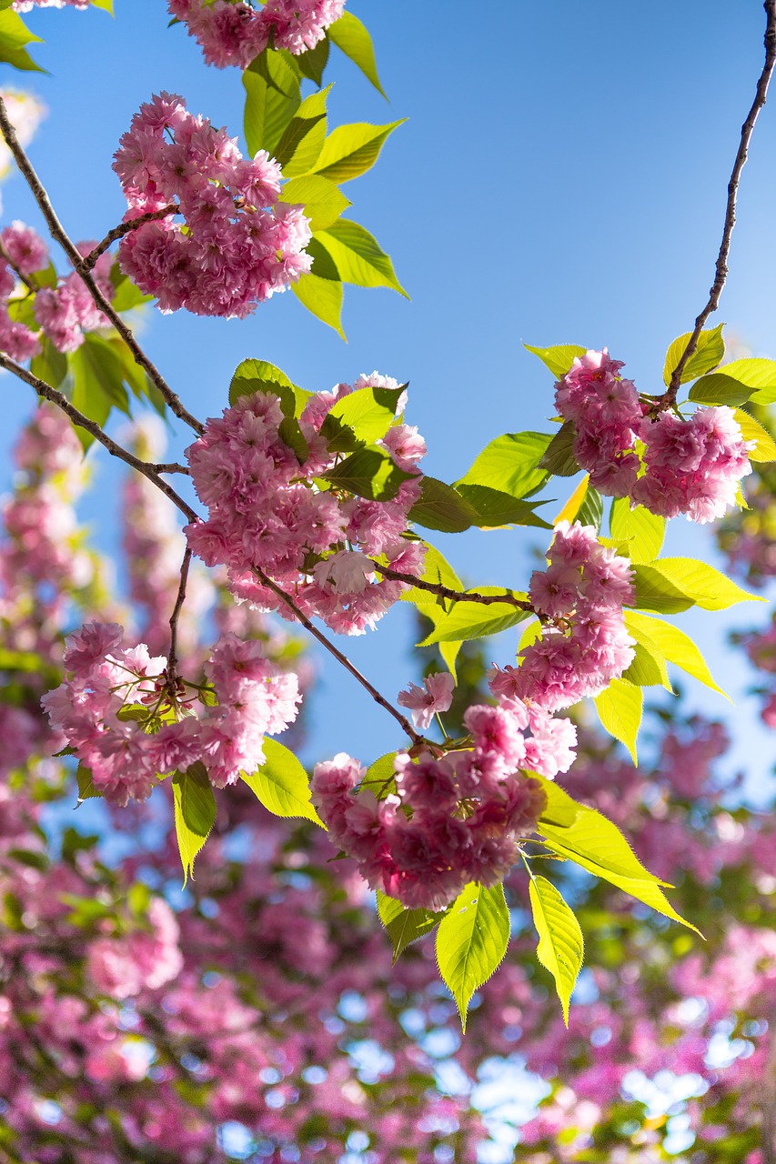 Sakura,  Gėlė,  Medis,  Vyšnia,  Pobūdį,  Žydėjimo Medį,  Pavasaris,  Augalų,  Filialas,  Sodas