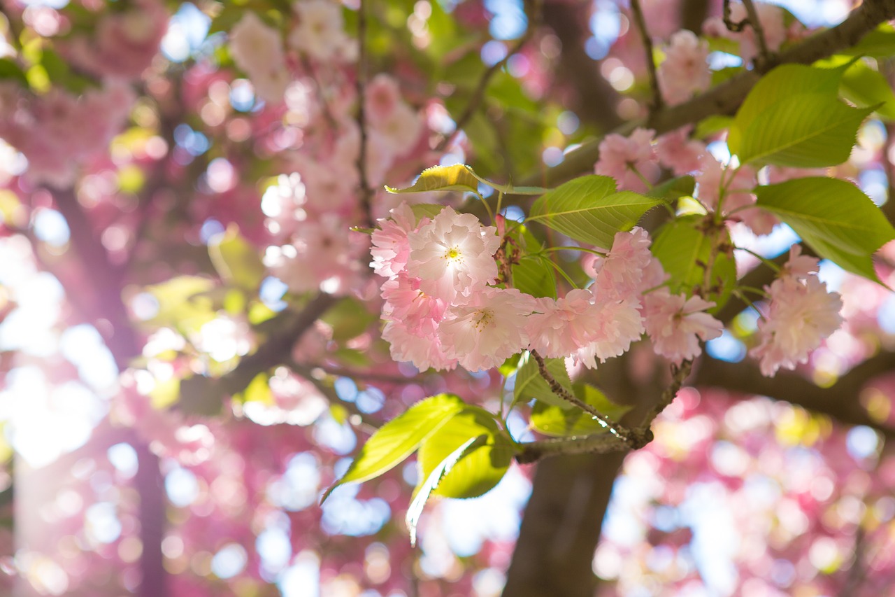 Sakura,  Gėlė,  Medis,  Vyšnia,  Pobūdį,  Žydėjimo Medį,  Pavasaris,  Augalų,  Filialas,  Sodas