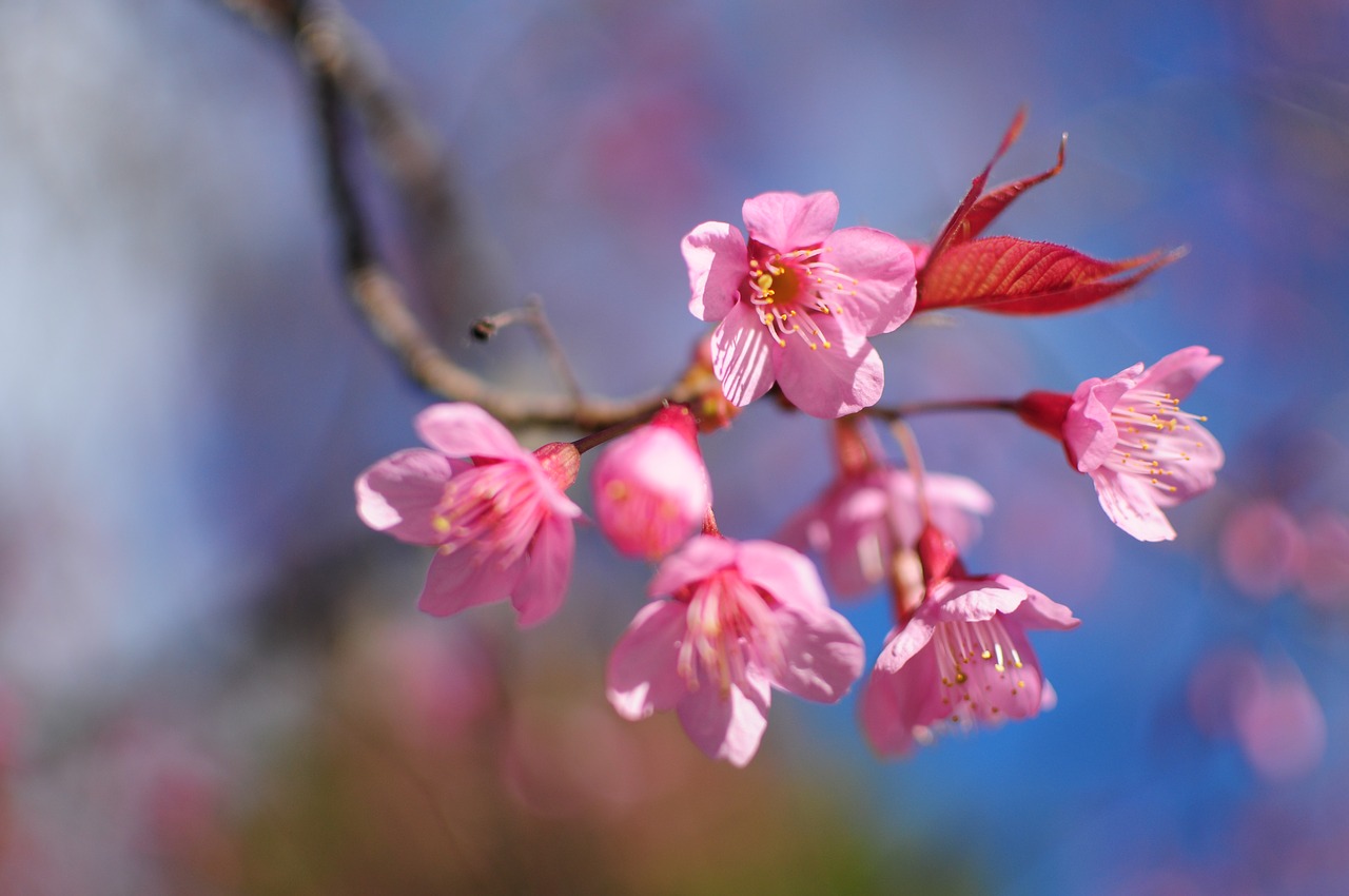 Sakura,  Tigrinės Gėlės,  Gėlės,  Natūralus, Nemokamos Nuotraukos,  Nemokama Licenzija