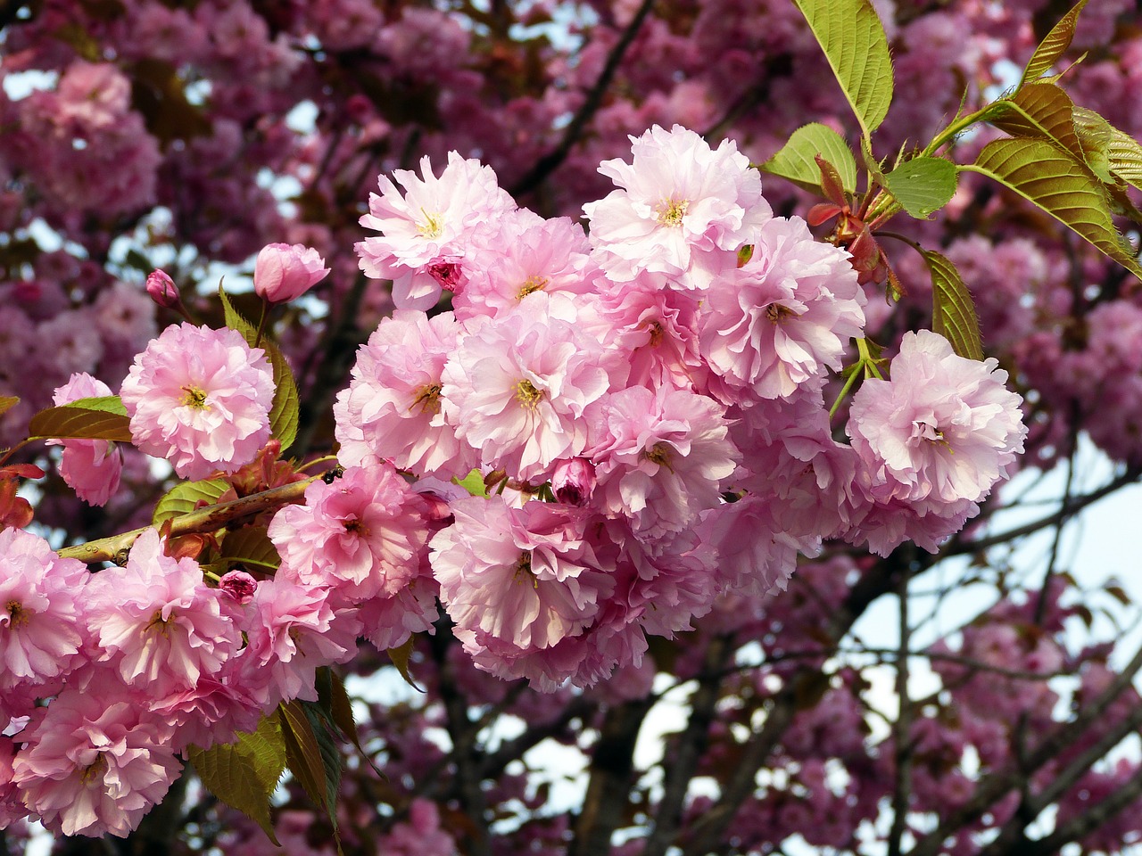 Sakura, Pavasaris, Gėlės, Vyšnių Žiedų, Gamta, Pavasario Gėlės, Žydėti, Gėlė, Rožinis, Nemokamos Nuotraukos