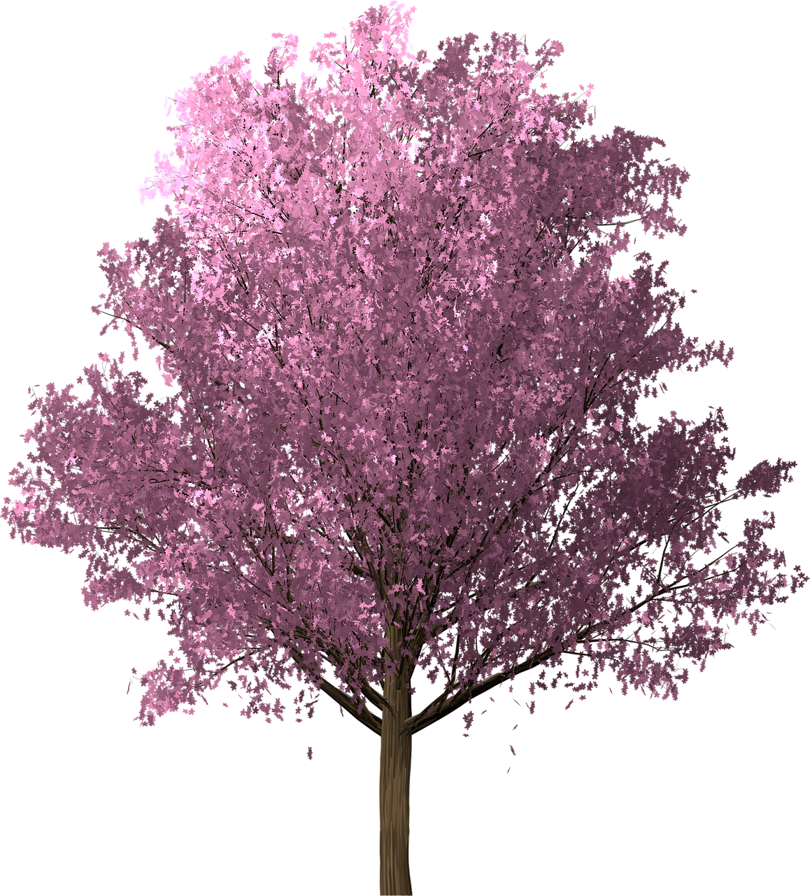 Sakura,  Vyšnių Žiedas,  Rožinis,  Pavasaris,  Medis,  Žiedas,  Žydi,  Japonijos,  Pobūdį,  Augalų