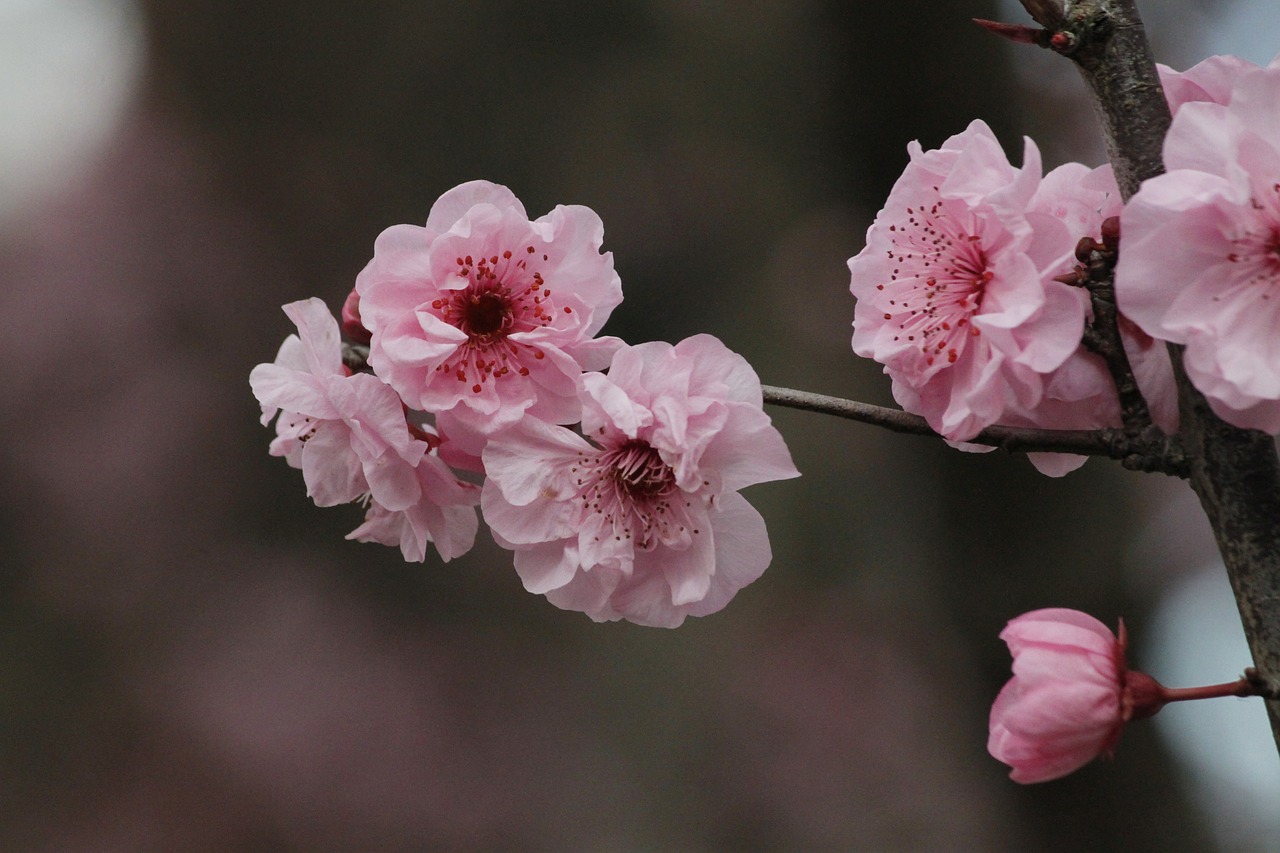 Sakura, Vyšnių Žiedas, Japonų Vyšnios, Gėlė, Medis, Rožinis, Ornamentinis Vyšnia, Žydėti, Pavasaris, Gamta
