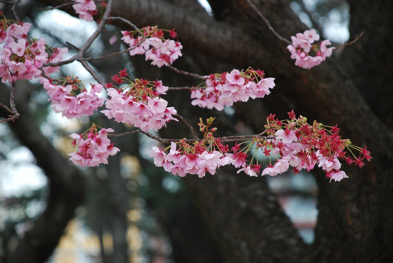 Sakura, Japonija, Žiedas, Medis, Gėlė, Sodas, Nemokamos Nuotraukos,  Nemokama Licenzija