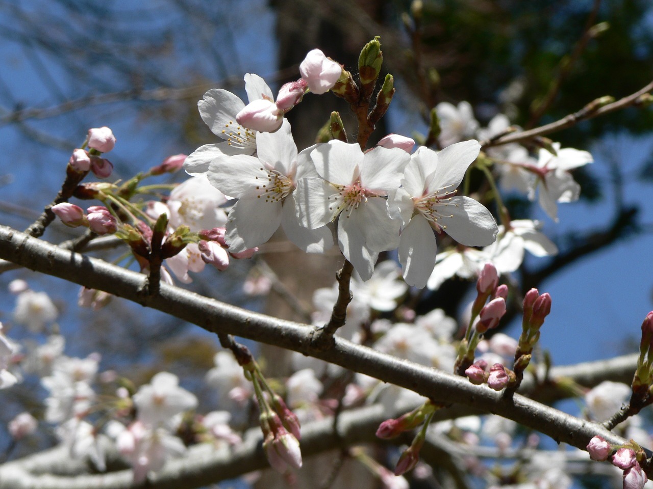 Sakura, Baltos Gėlės, Japonija, Nemokamos Nuotraukos,  Nemokama Licenzija