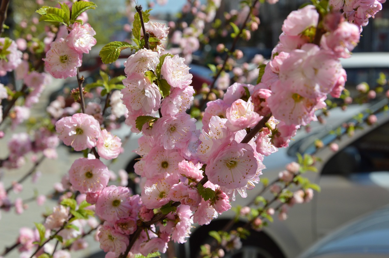 Sakura, Pavasaris, Žydėti, Žydi Sakura, Nemokamos Nuotraukos,  Nemokama Licenzija