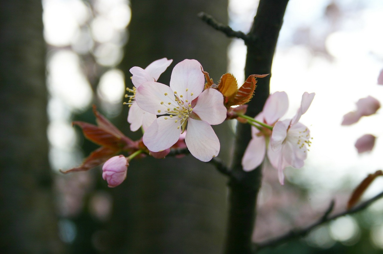 Sakura, Pavasaris, Japonija, Žydėti, Medis, Nemokamos Nuotraukos,  Nemokama Licenzija