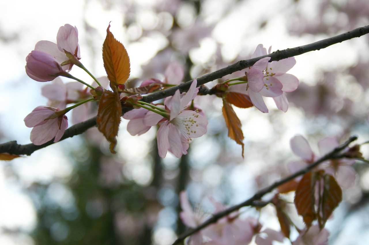 Sakura, Pavasaris, Japonija, Gėlės, Nemokamos Nuotraukos,  Nemokama Licenzija