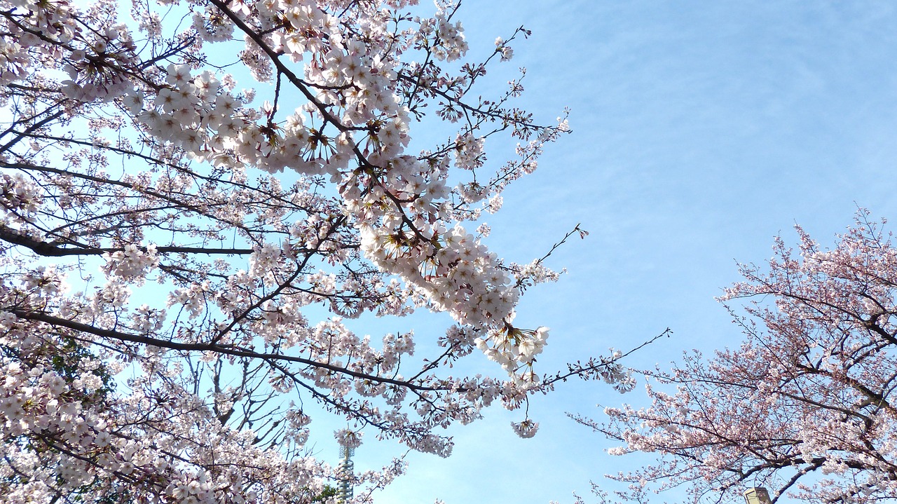 Sakura, Vyšnių Žiedas, Dangus, Pavasaris, Gamta, Medis, Japanese, Filialas, Gėlių, Žiedlapis