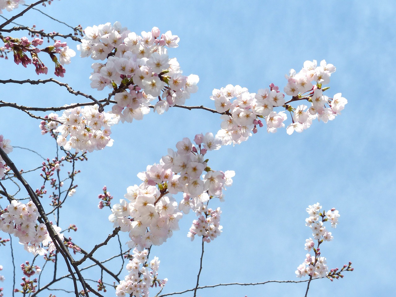 Sakura, Vyšnių Žiedas, Dangus, Pavasaris, Medis, Rožinis, Gamta, Augalas, Balta, Žydi