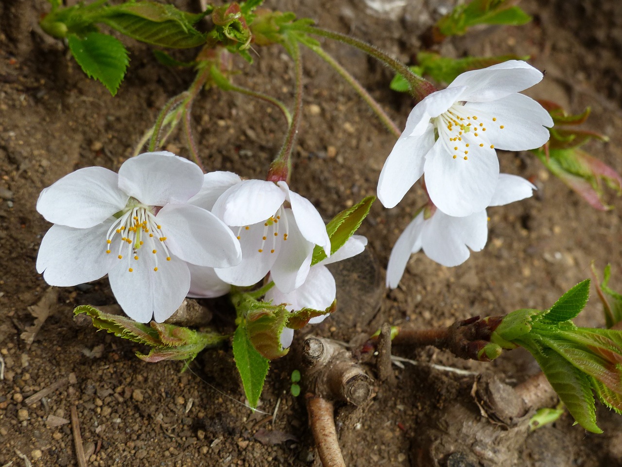 Sakura, Vyšnių Žiedas, Dangus, Pavasaris, Medis, Rožinis, Gamta, Augalas, Balta, Žydi