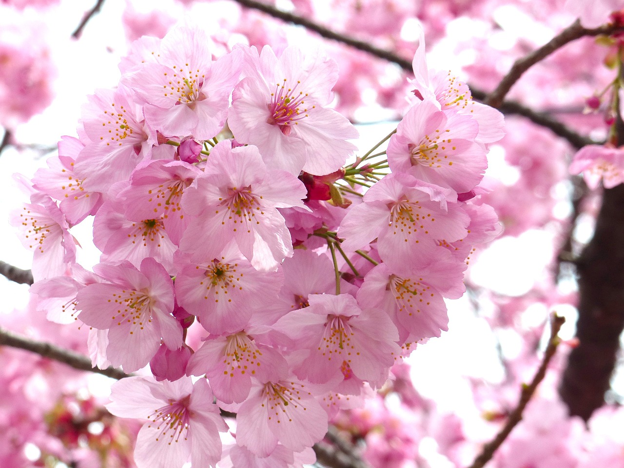 Sakura, Vyšnių Žiedas, Dangus, Pavasaris, Medis, Rožinis, Gamta, Augalas, Balta, Žydi