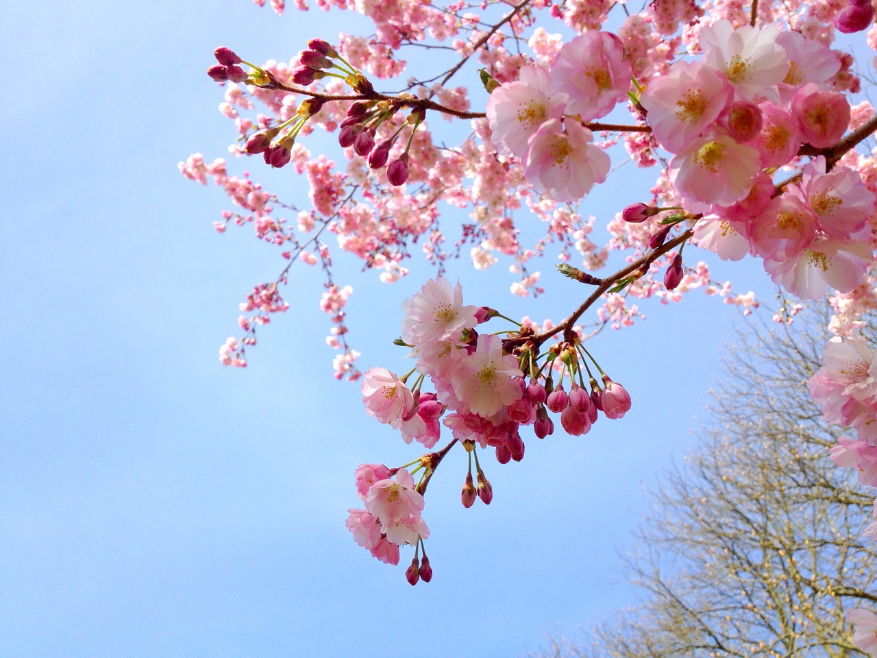 Sakura, Vyšnia, Medis, Rožinis, Pavasaris, Japanese, Sezonas, Gamta, Žiedas, Gėlė