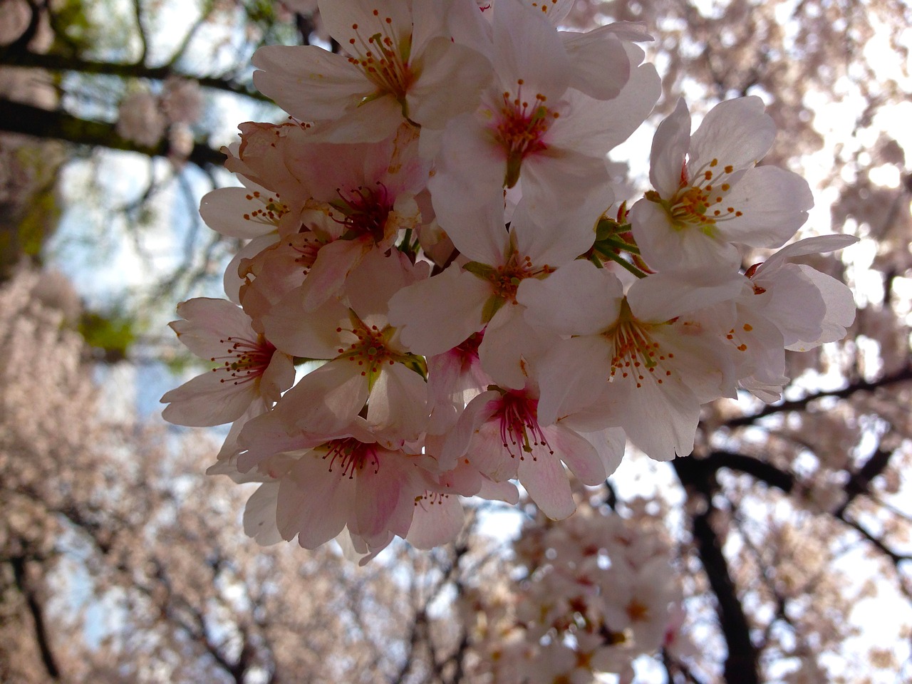 Sakura,  Tokyo,  Pavasaris,  Japonija,  Žydi, Nemokamos Nuotraukos,  Nemokama Licenzija