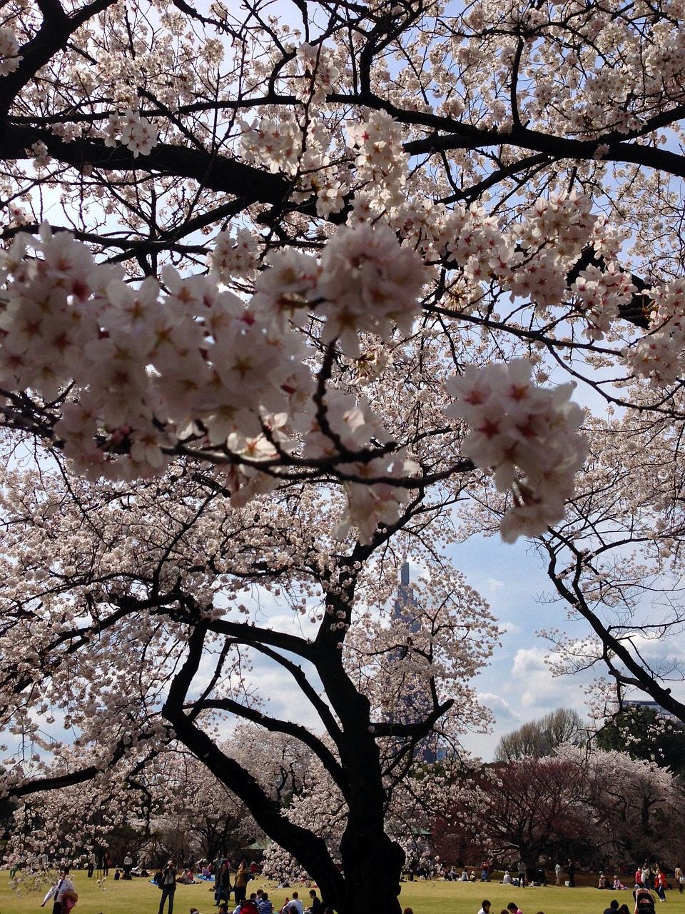 Sakura,  Tokyo,  Pavasaris,  Japonija,  Žydi, Nemokamos Nuotraukos,  Nemokama Licenzija