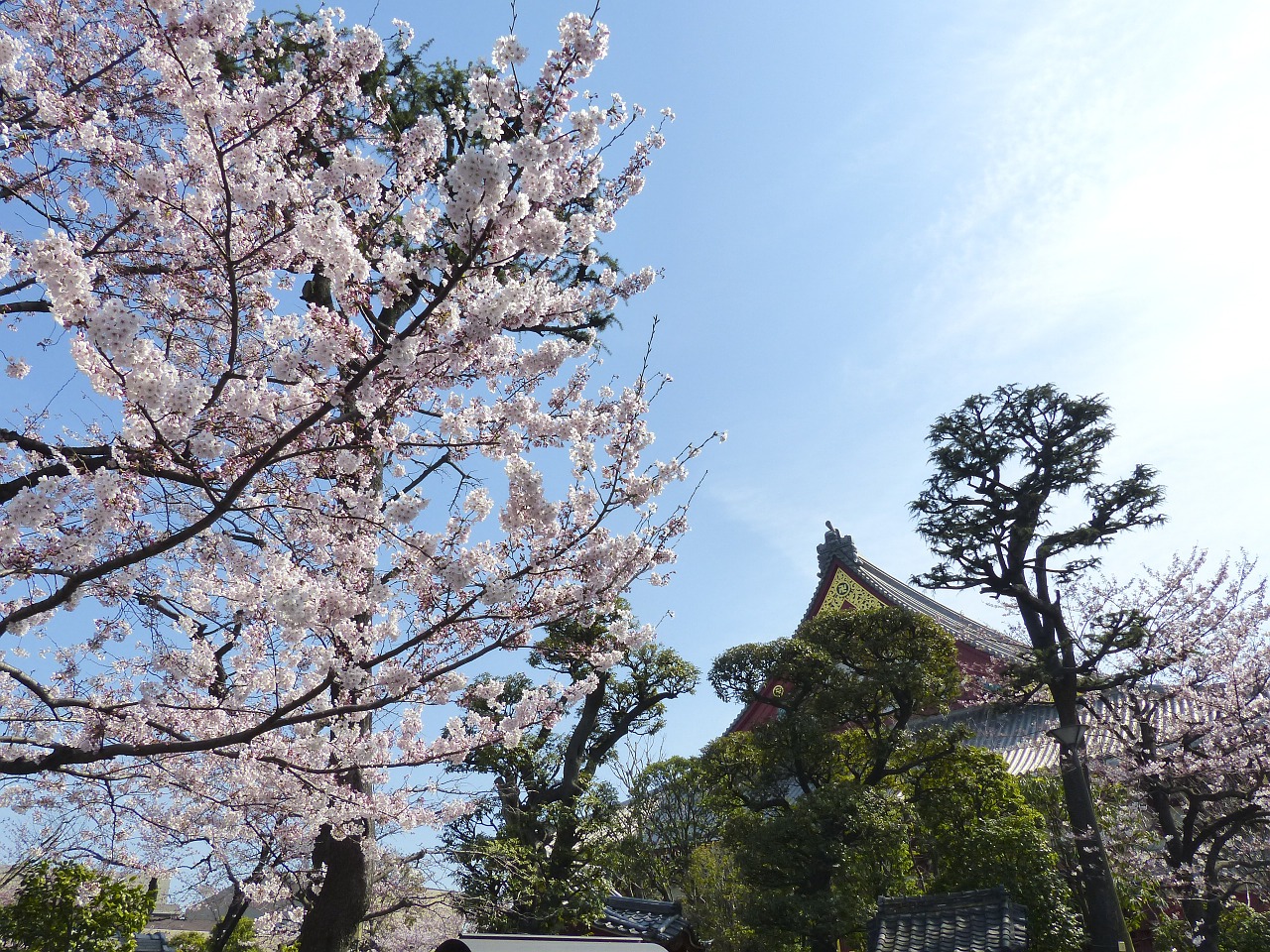 Sakura,  Japonija,  Vyšnia,  Gamta,  Gėlė,  Medis,  Žiedas,  Pavasaris,  Žydi,  Sezonas