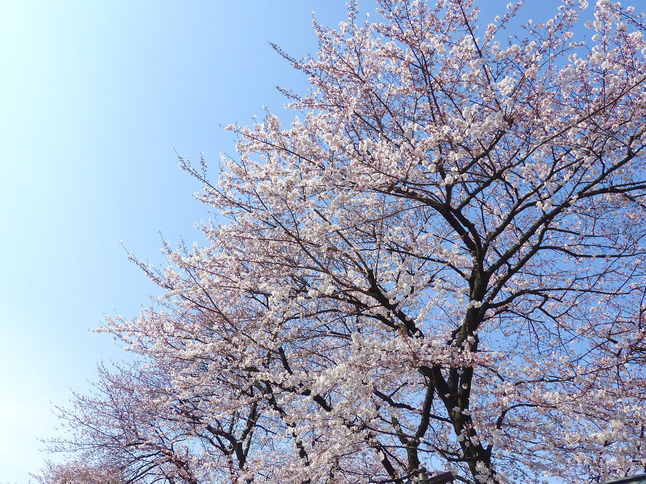Sakura,  Japonija,  Vyšnia,  Gamta,  Gėlė,  Medis,  Žiedas,  Pavasaris,  Žydi,  Sezonas