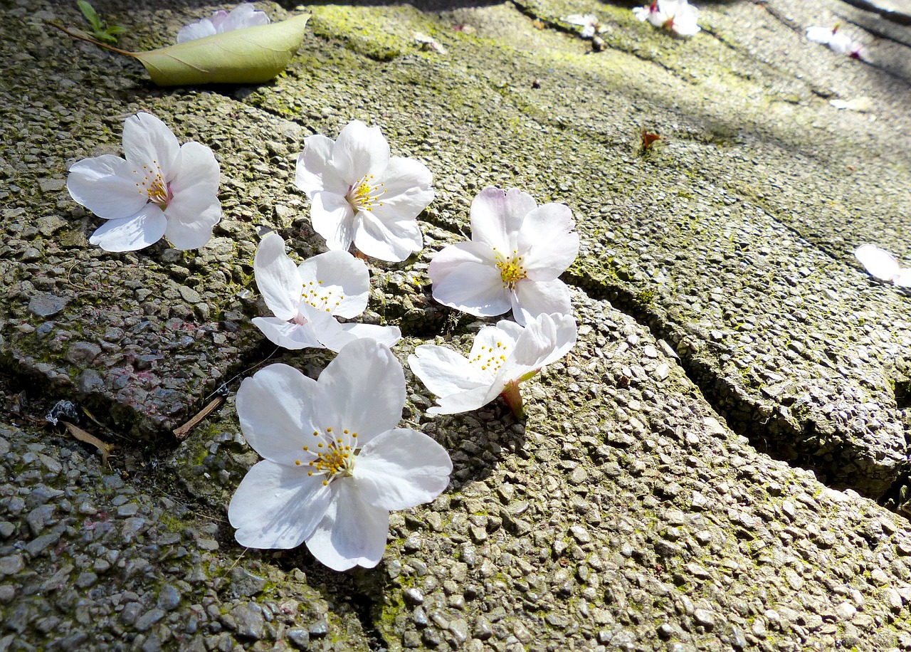 Sakura,  Japonija,  Vyšnia,  Gamta,  Gėlė,  Medis,  Žiedas,  Pavasaris,  Žydi,  Sezonas