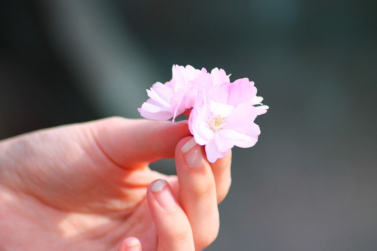 Sakura,  Gėlė,  Pavasaris,  Vyšnia,  Žiedas,  Japanese,  Sodas,  Švedija,  Rožinis,  Grazus